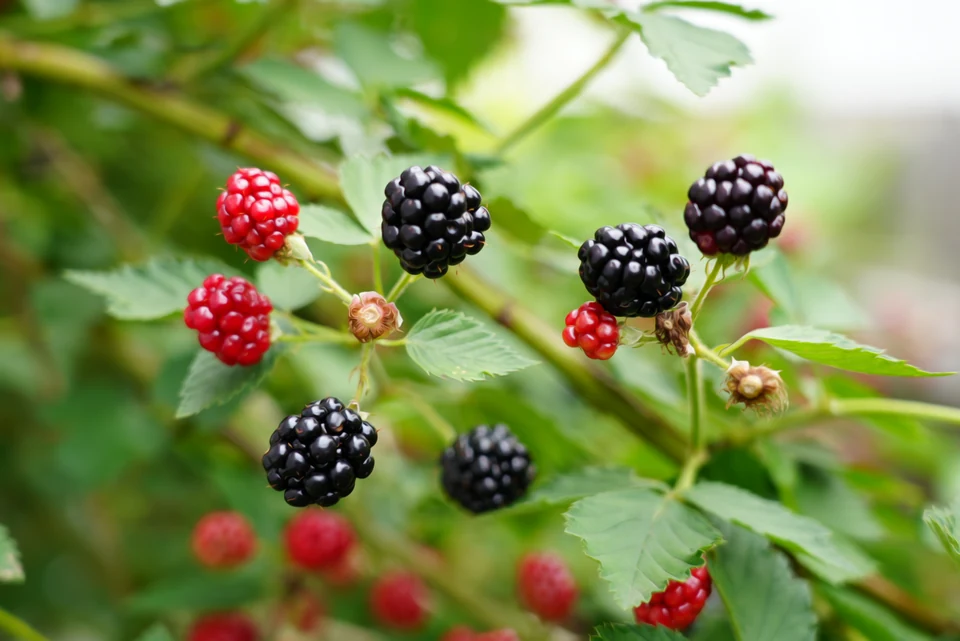 Berries Before Harvest