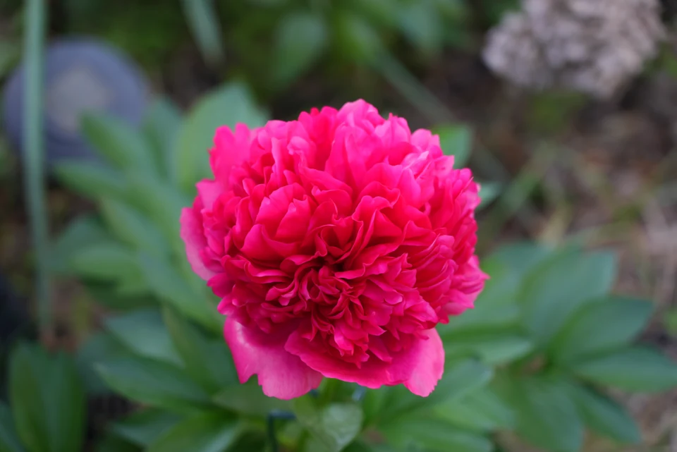 Crimson in Bloom
