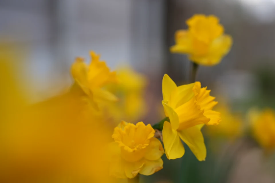 Daffodil Light