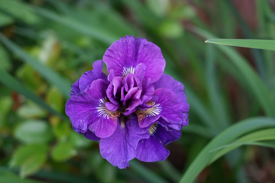 Violet Fold