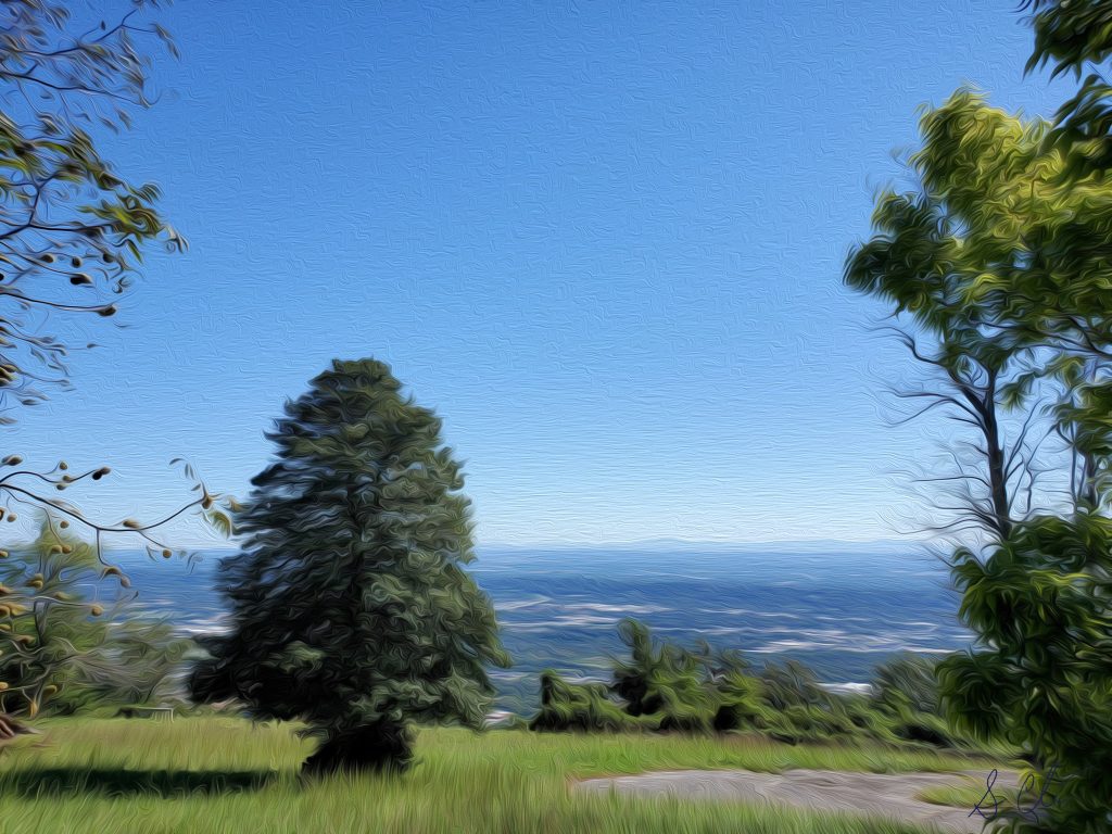 The View Of A Tree